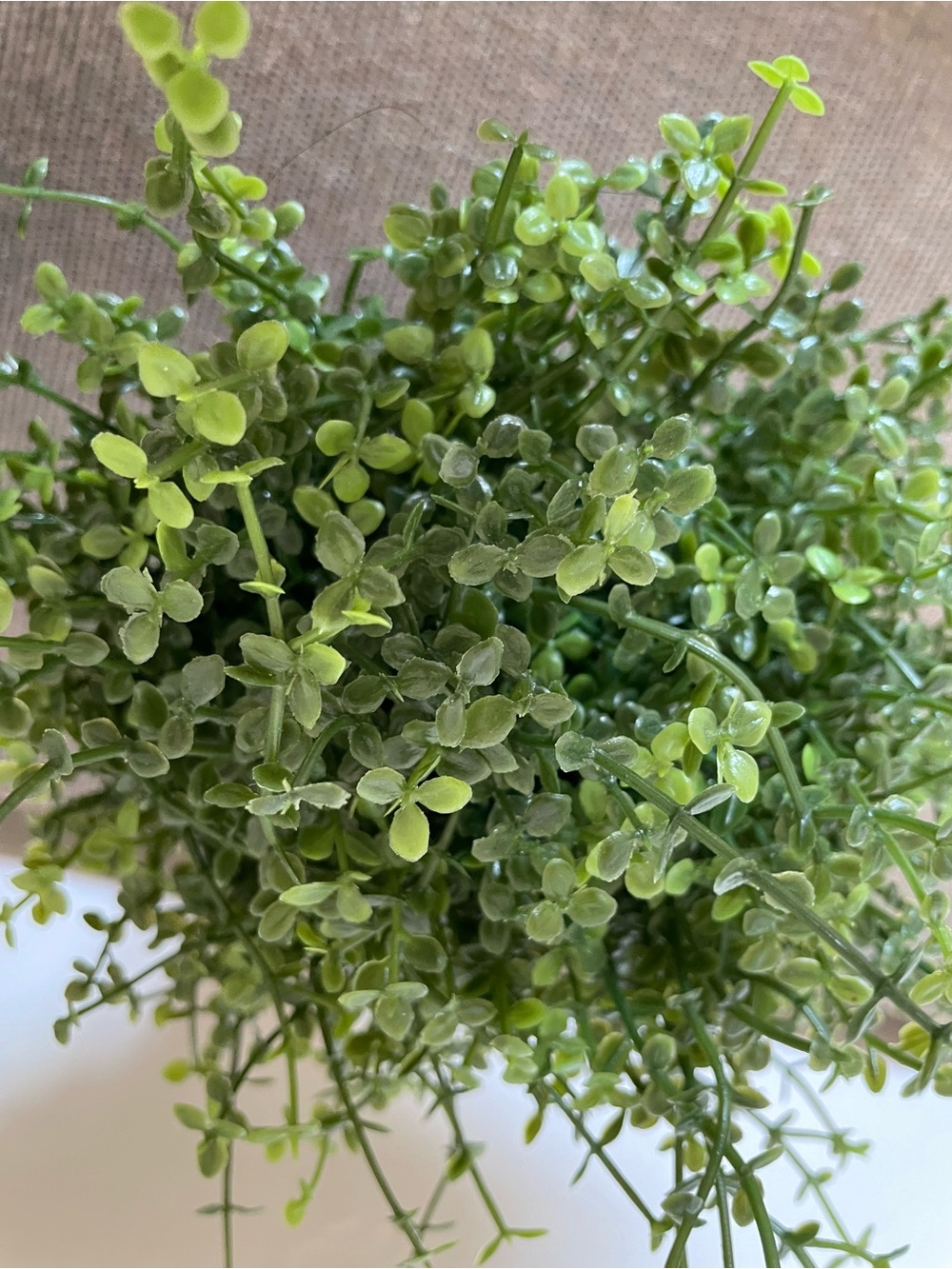 2 IKEA FEJKA BABY’S TEARS 3 ½" Artificial Potted Plant Indoor/ Outdoor - Picture 5 of 6